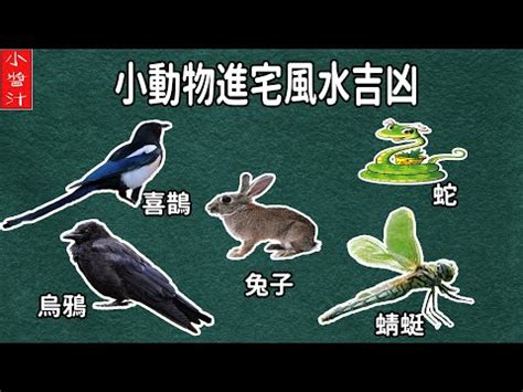 蜻蜓入屋風水|蜻蜓入宅有何含義？風水師解釋